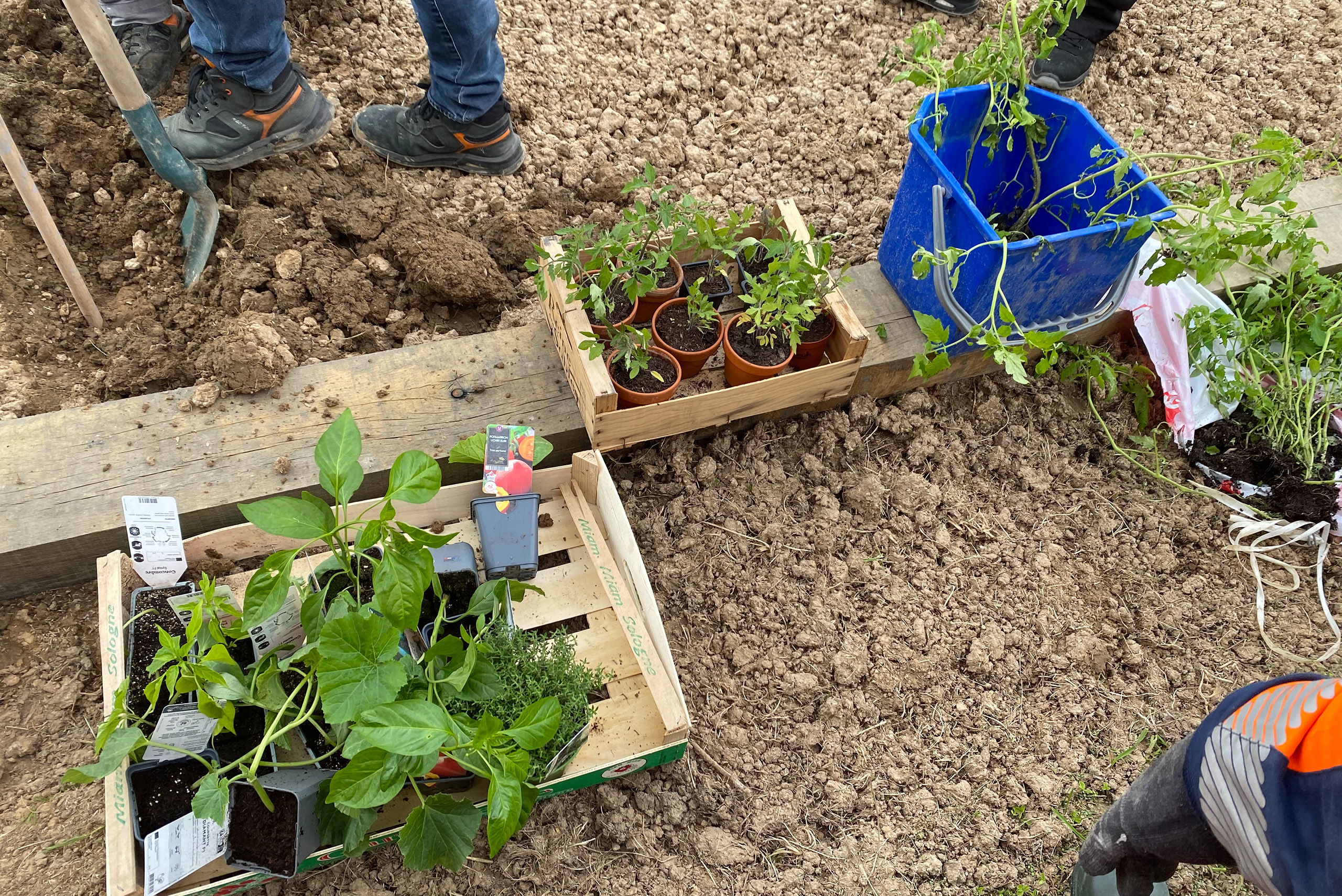 jardinage avec des plantes en pots prêtes à être plantées