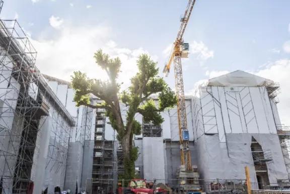 Chantier de restauration patrimoniale avec échafaudages et grue autour d’un arbre protégé