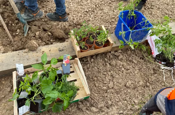 jardinage avec des plantes en pots prêtes à être plantées