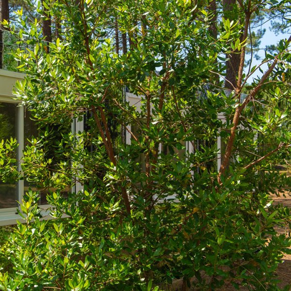 e rapprochée de logement modulaire ALGECO® temporaire avec façade en trompe l’œil derrière un arbre à Arès (Bassin d’Arcachon)
