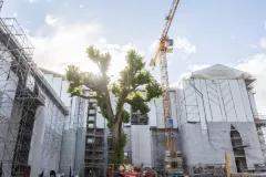 Chantier de restauration patrimoniale avec échafaudages et grue autour d’un arbre protégé